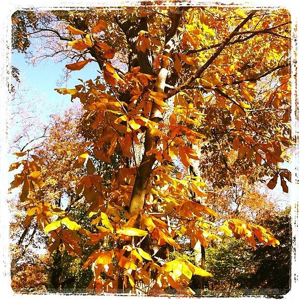 Fall Photograph - Morris Arboretum by Michelle White
