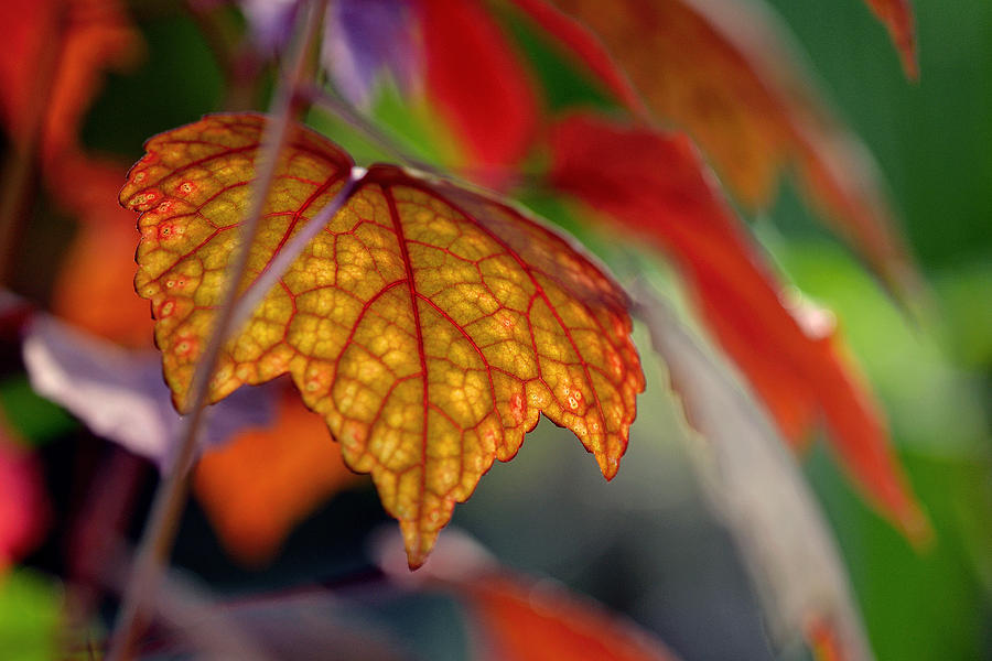 Mosaic Autumn Photograph by Melanie Moraga