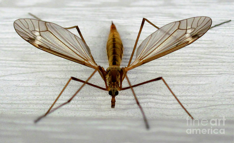 Mosquito Hawk Photograph by The Kepharts