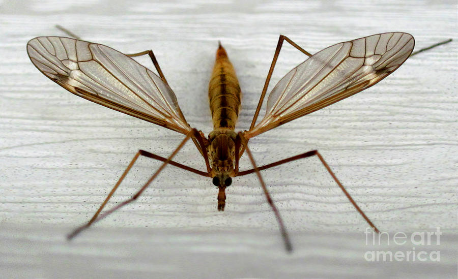 Hawk Photograph - Mosquito Hawk by The Kepharts 