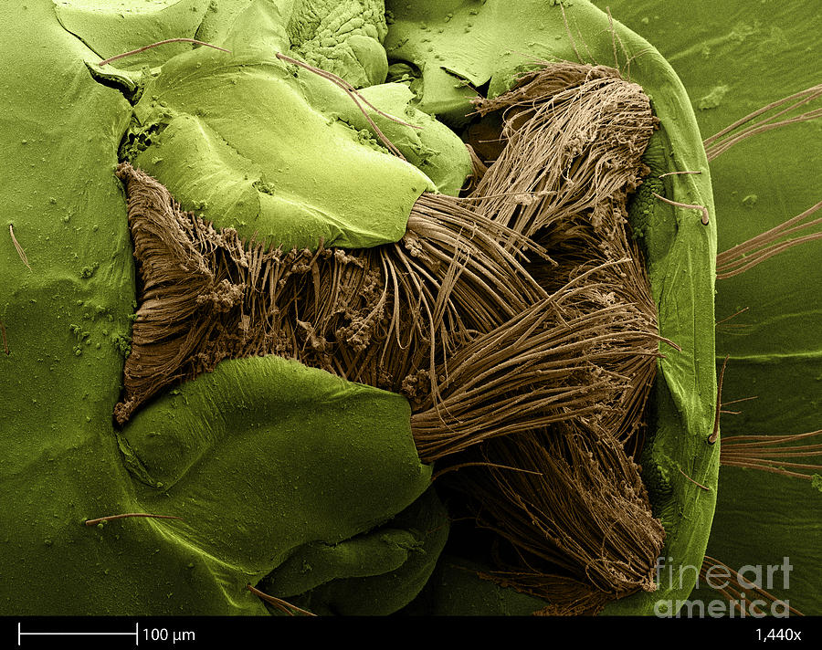 Mosquito Larva, Sem Photograph by Ted Kinsman