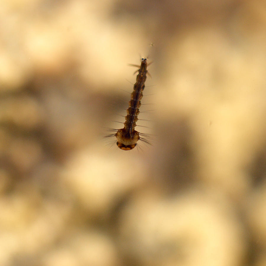 Mosquito larvae Photograph by Jouko Lehto