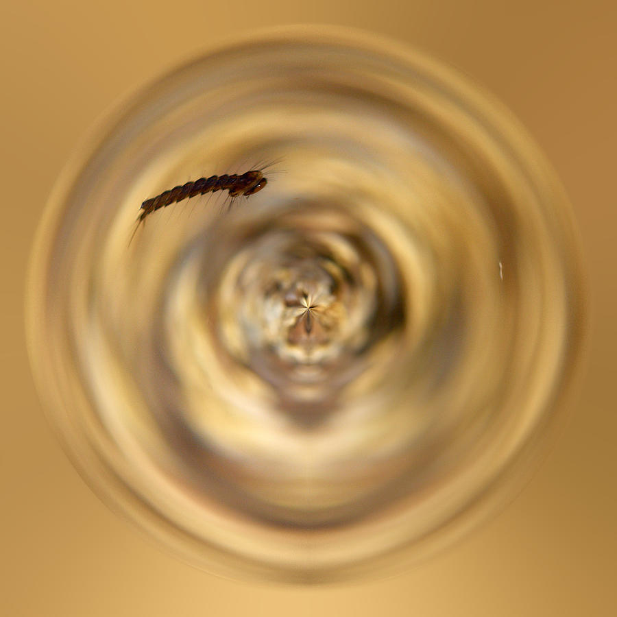 Nature Photograph - Mosquito larvae space by Jouko Lehto