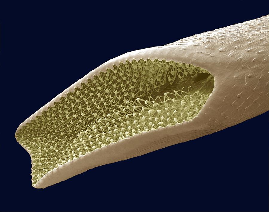 Nature Photograph - Mosquito Pupa Respiratory Tube, Sem by Steve Gschmeissner
