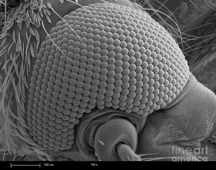 Mosquitos Head Photograph by Ted Kinsman