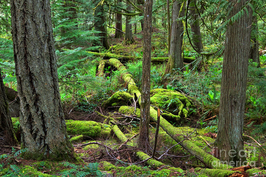 Moss and fallen trees in the rainforest of the Pacific Northwest Photograph by Louise Heusinkveld