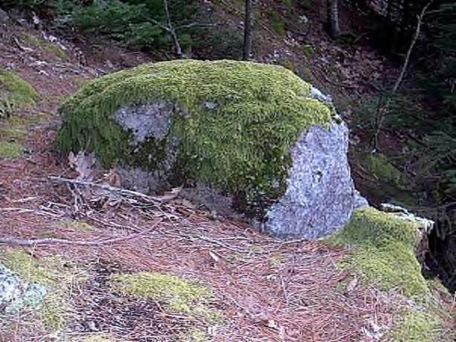 Moss Covered Rock Overlook Photograph By Jeannie Atwater Jordan Allen   Moss Covered Rock Overlook Jeannie Atwater Jordan Allen 