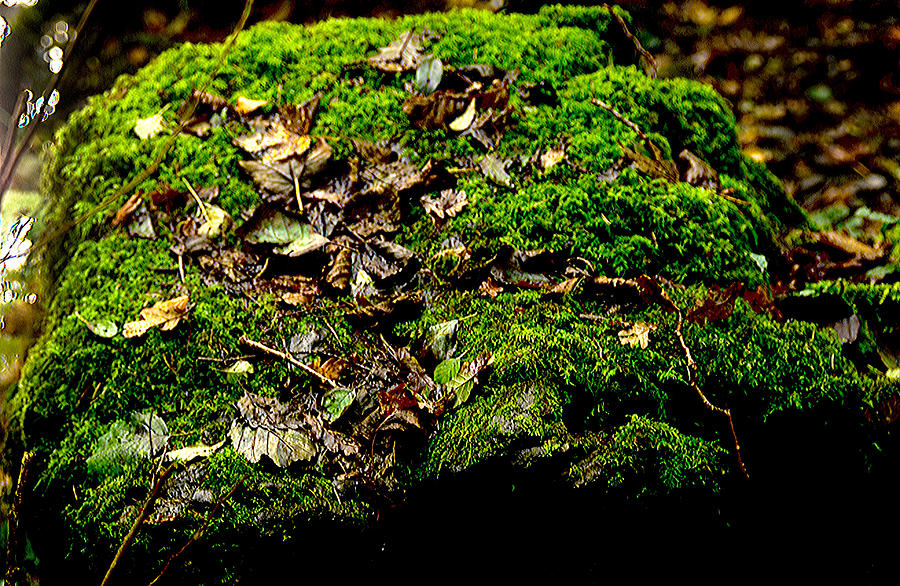 Moss Rocks Photograph by M E Cater - Pixels