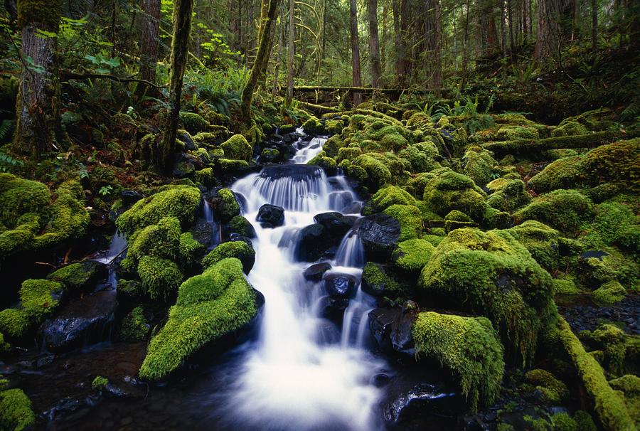 Moss-covered Rocks In Creek With Small Photograph by Natural Selection ...