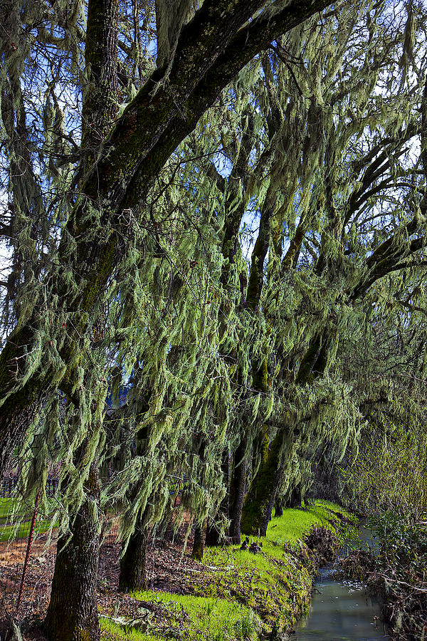 Moss Covered Trees Photograph by Garry Gay