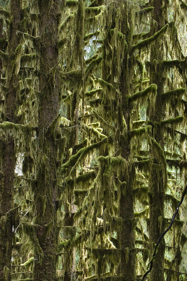 Moss Covered Trees, Hoh Rainforest Photograph by Konrad Wothe