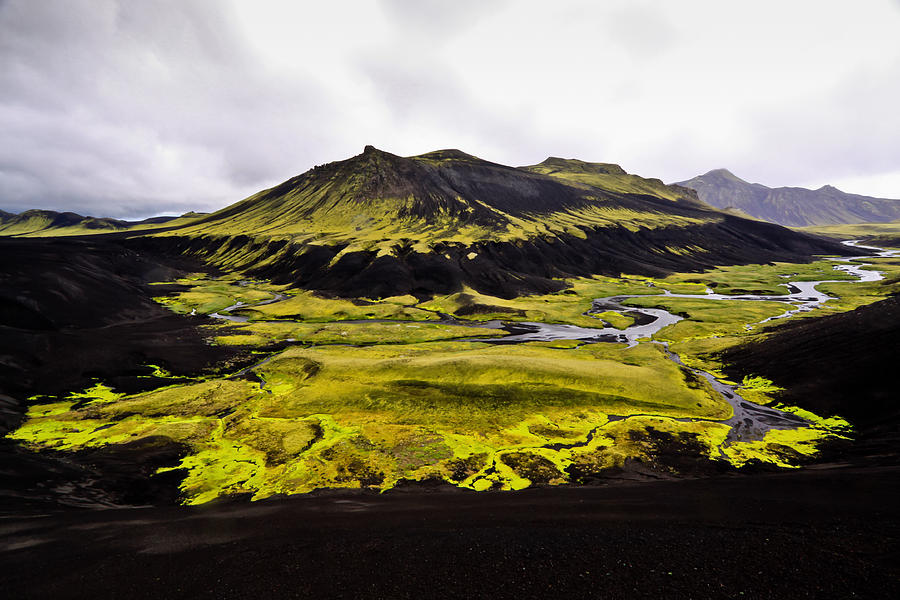 Moss in Iceland Photograph by Tom and Pat Cory