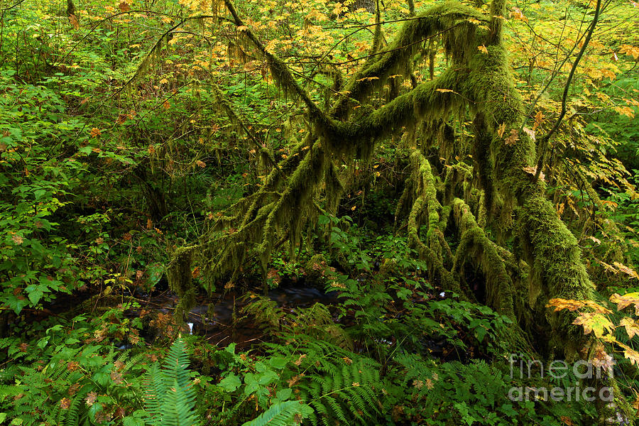 Moss In The Rainforest Photograph by Adam Jewell