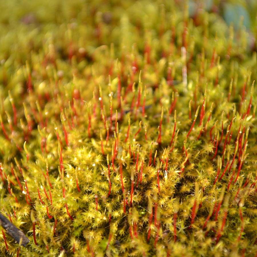 Nature Photograph - Moss by JD Grimes