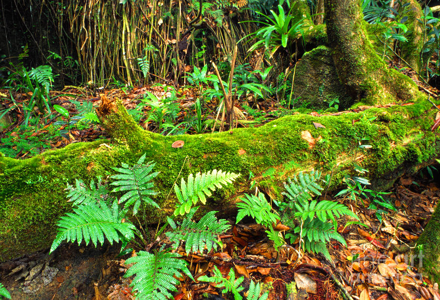 Moss On Fallen Tree And Ferns by Thomas R Fletcher