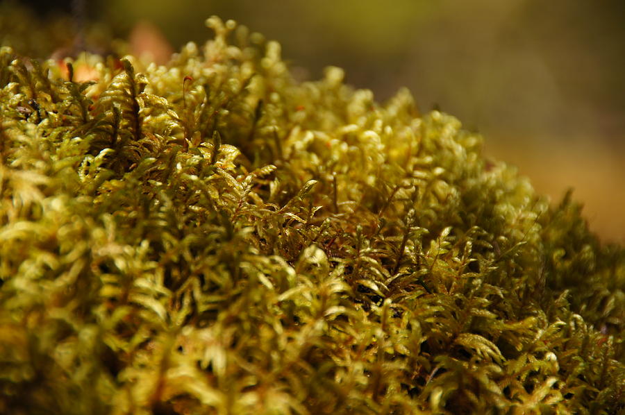 Moss on Moss Photograph by Tingy Wende