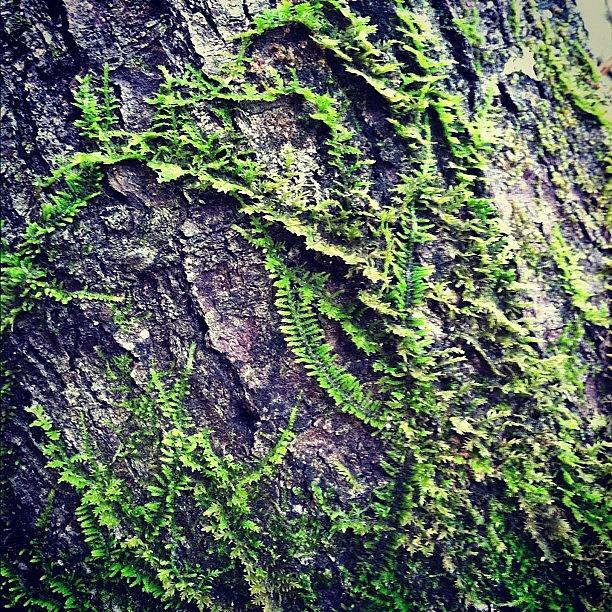 Nature Photograph - Moss On Tree Bark by Derek M