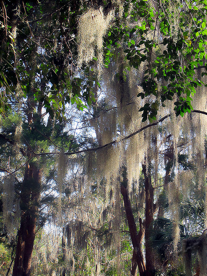Nature Photograph - Moss Tree by Dulce Levitz