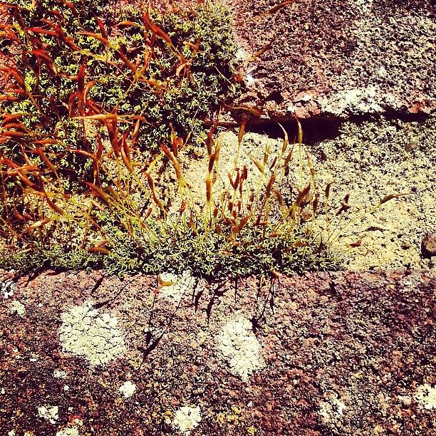 Moss Photograph - Moss Wall Abstract by Nic Squirrell