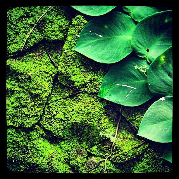 Moss Wall Photograph by Lorelle Phoenix