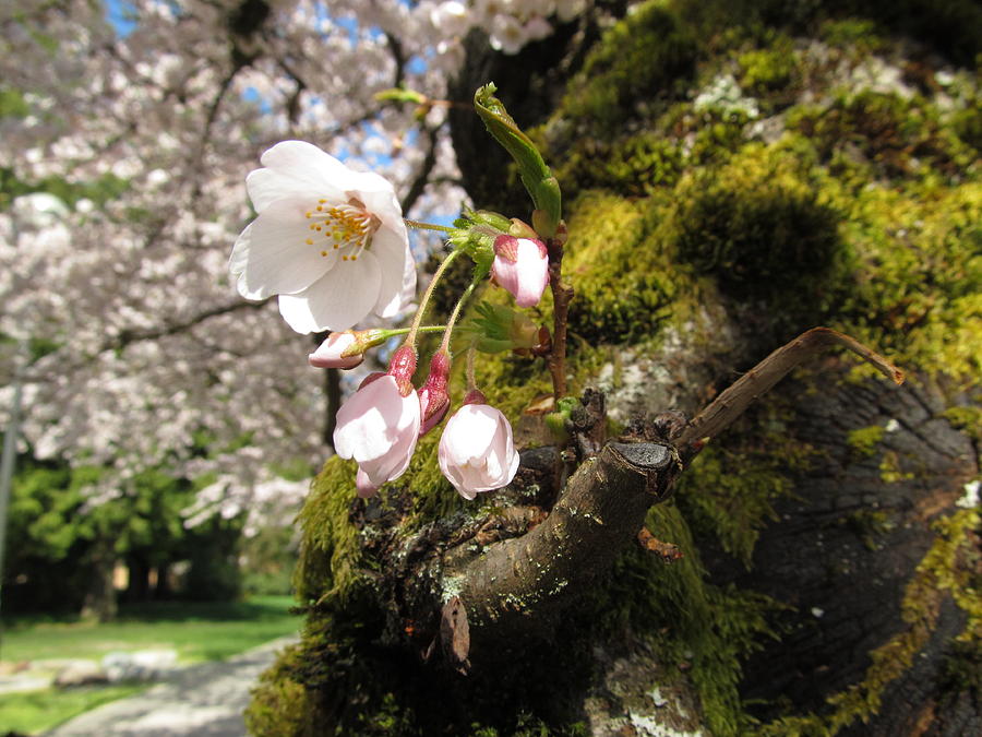 Nature Photograph - Moss With Cherry Blossom by Alfred Ng