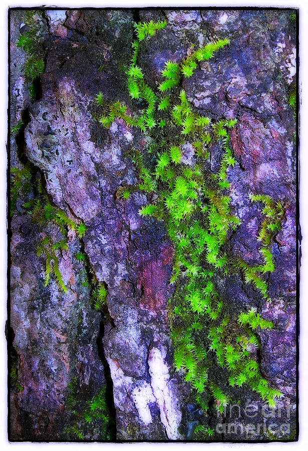 Nature Photograph - Mosses on Bark by Judi Bagwell