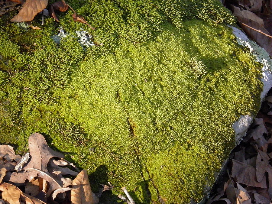 Mossrock Photograph by Kellie Crisco - Fine Art America