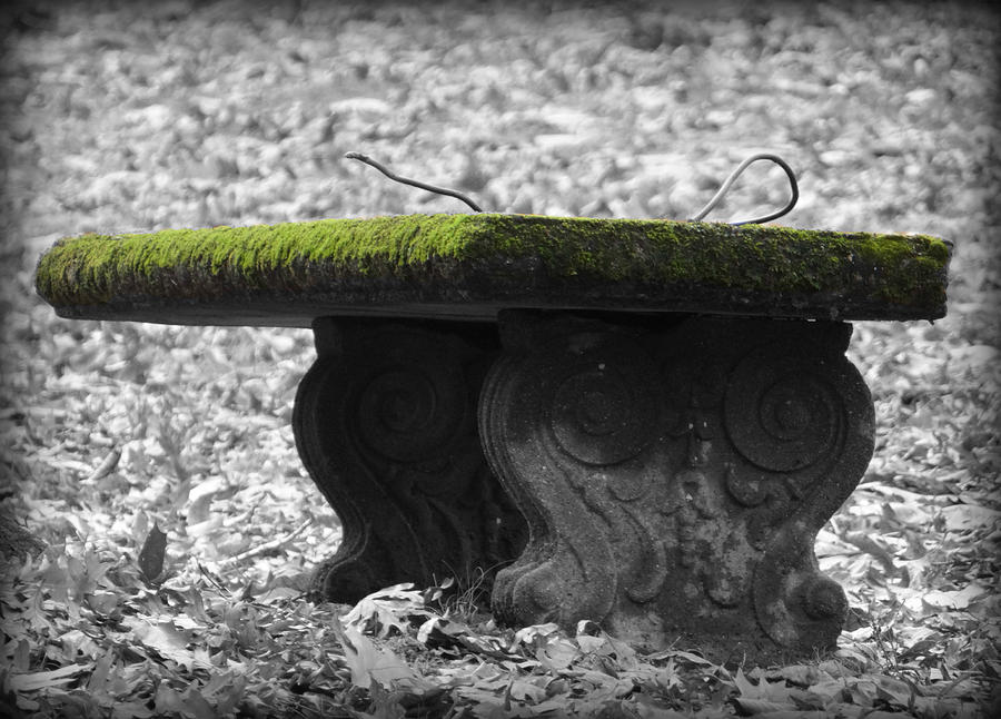 Mossy Bench Photograph by Dark Whimsy