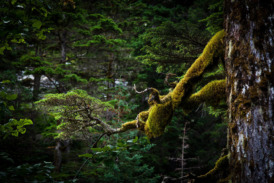 Mossy Branch Photograph by Adam Pender