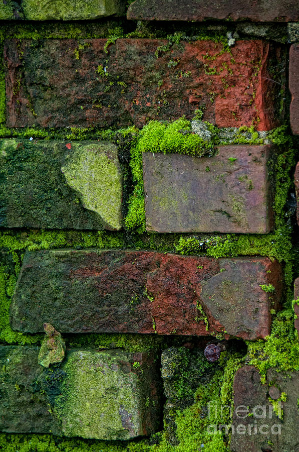 Mossy Brick Wall Digital Art by Carol Ailles