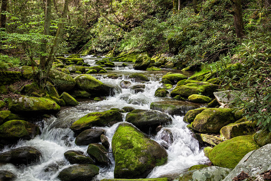 Mossy Creek Photograph by Ronald Lutz