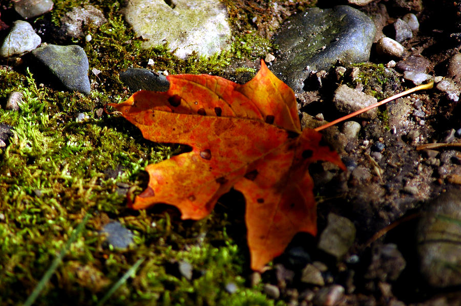 Mossy Fall Photograph by LeeAnn McLaneGoetz McLaneGoetzStudioLLCcom