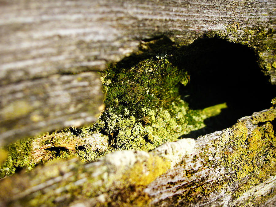 Mossy Fence Photograph