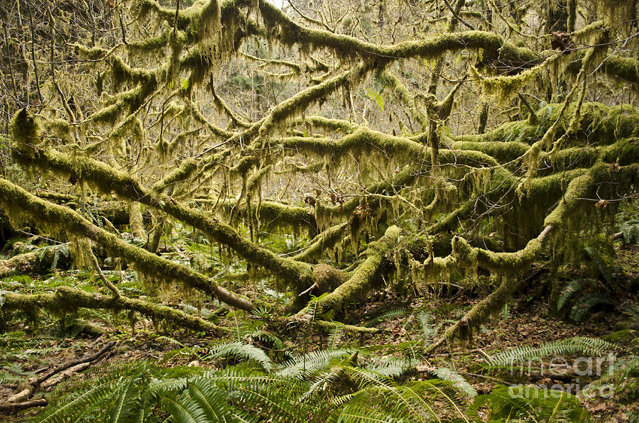 Mossy Photograph by Heather Applegate