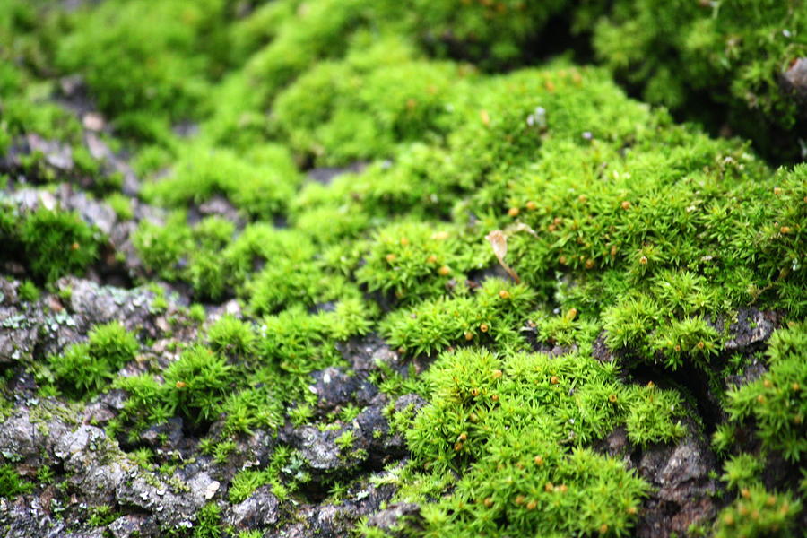 Mossy Place Photograph by Annie Babineau - Fine Art America