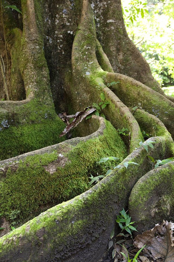 Mossy Tree Roots Photograph by Jenna Szerlag