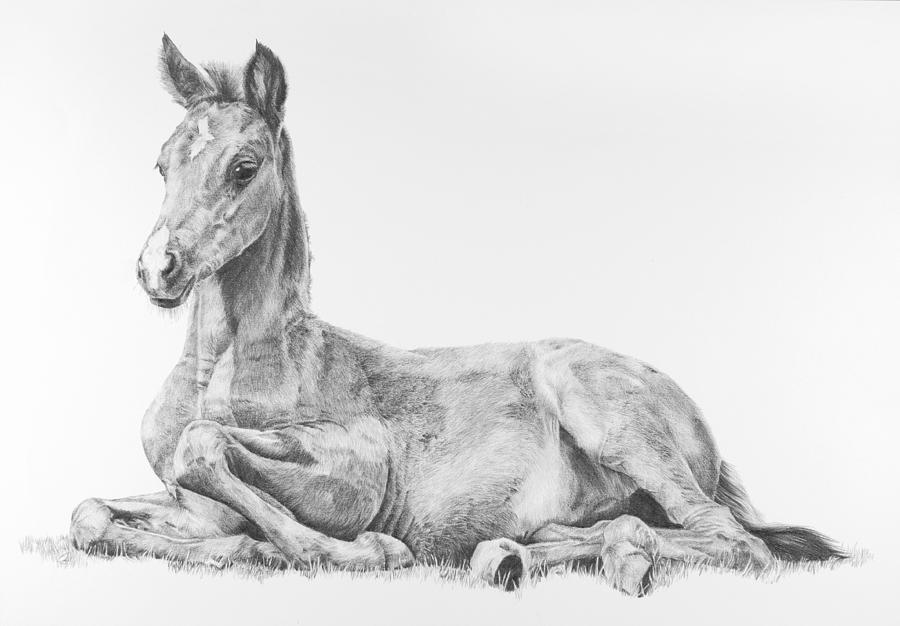 Horse Drawing - Mostly Legs by Sue  Miles 