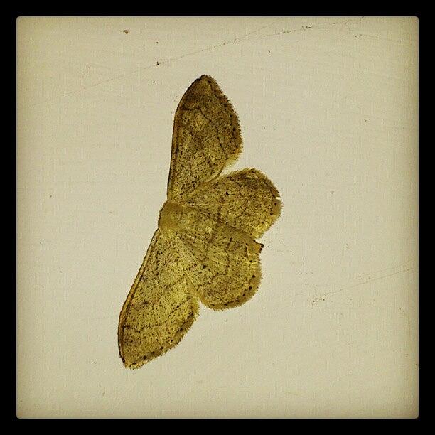 Life Photograph - Moth Close-up! #instagram by Jolene Cander