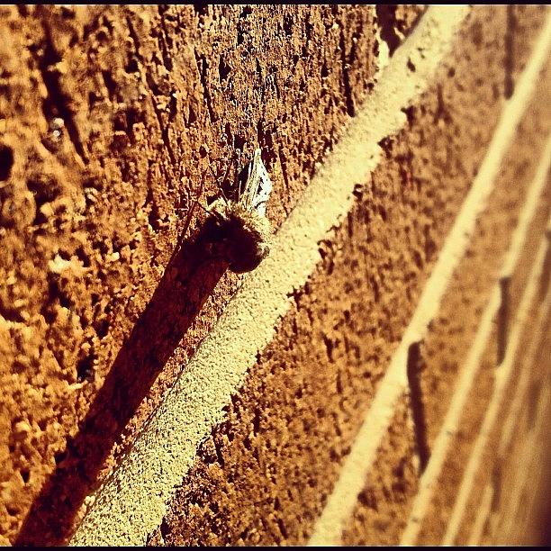 Fall Photograph - #moth #fall #macro #bug #insect #iphone by Brian Smith