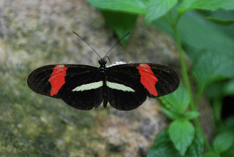 Moth III  2397 Photograph by Guy Whiteley