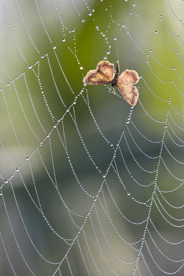 Wildlife Photograph - Moth In Spiderweb, Bavaria, Germany by Konrad Wothe