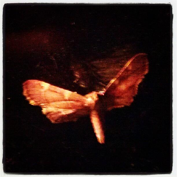 Moth In Suspended Animation, Or Photograph by Sharon Wasson