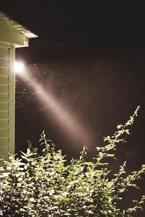 Moth Light Central Photograph by Joey Huertas Moth Light Central Photograph by Joey Huertas