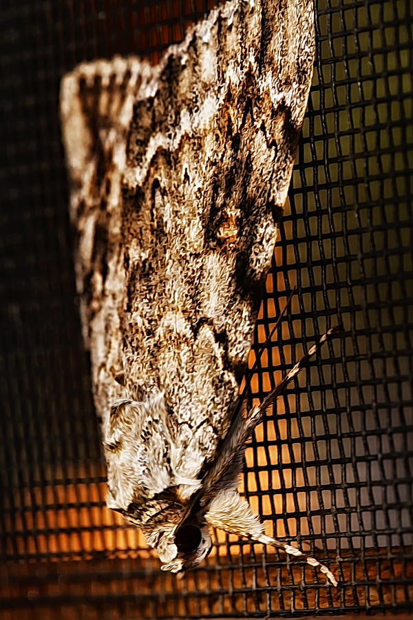 Moth Photograph by Linda Tiepelman