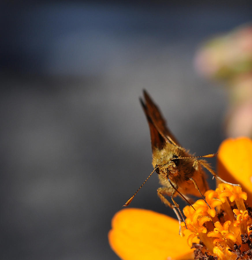 Moth on a Zinnia Blossom Photograph by Ronda Broatch