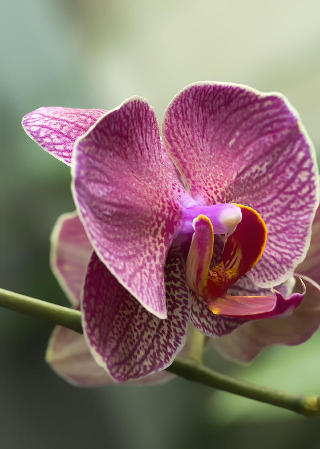Moth Orchid Curvation Photograph by Bill and Linda Tiepelman