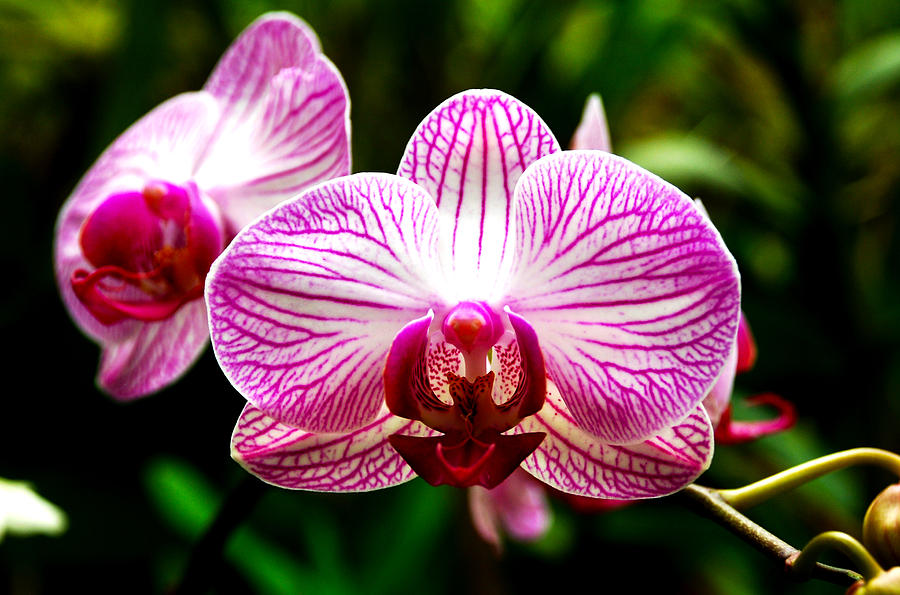Moth Orchid Photograph by Pravine Chester