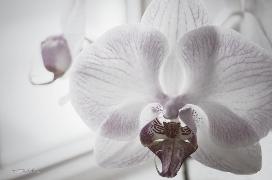 Orchid Photograph - Moth Orchid  by Shehan Wicks