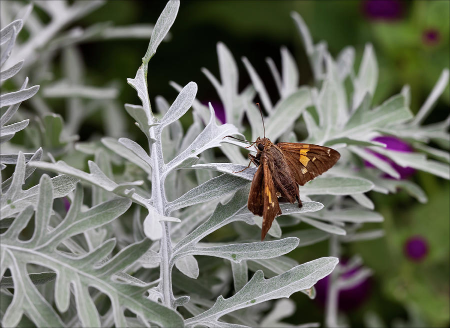 Moth Photograph by Robert Ullmann
