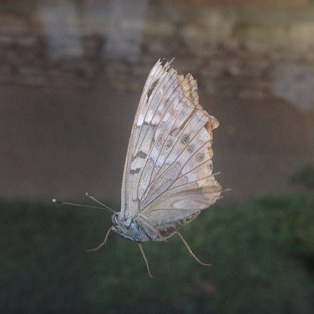 Moth Photograph - #moth Sitting On The Window by Bella Guzman